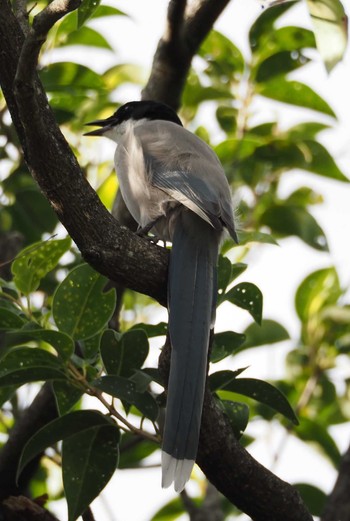 オナガ 野鳥の楽園 2023年10月21日(土)