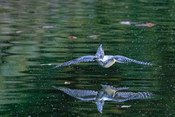 Crested Kingfisher Unknown Spots Fri, 11/3/2023