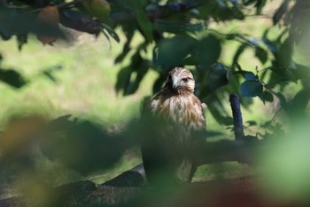 2018年10月6日(土) 大阪城公園の野鳥観察記録