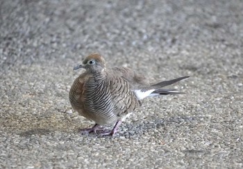 Zebra Dove ダニエル・K・イノウエ国際空港 Mon, 10/30/2023