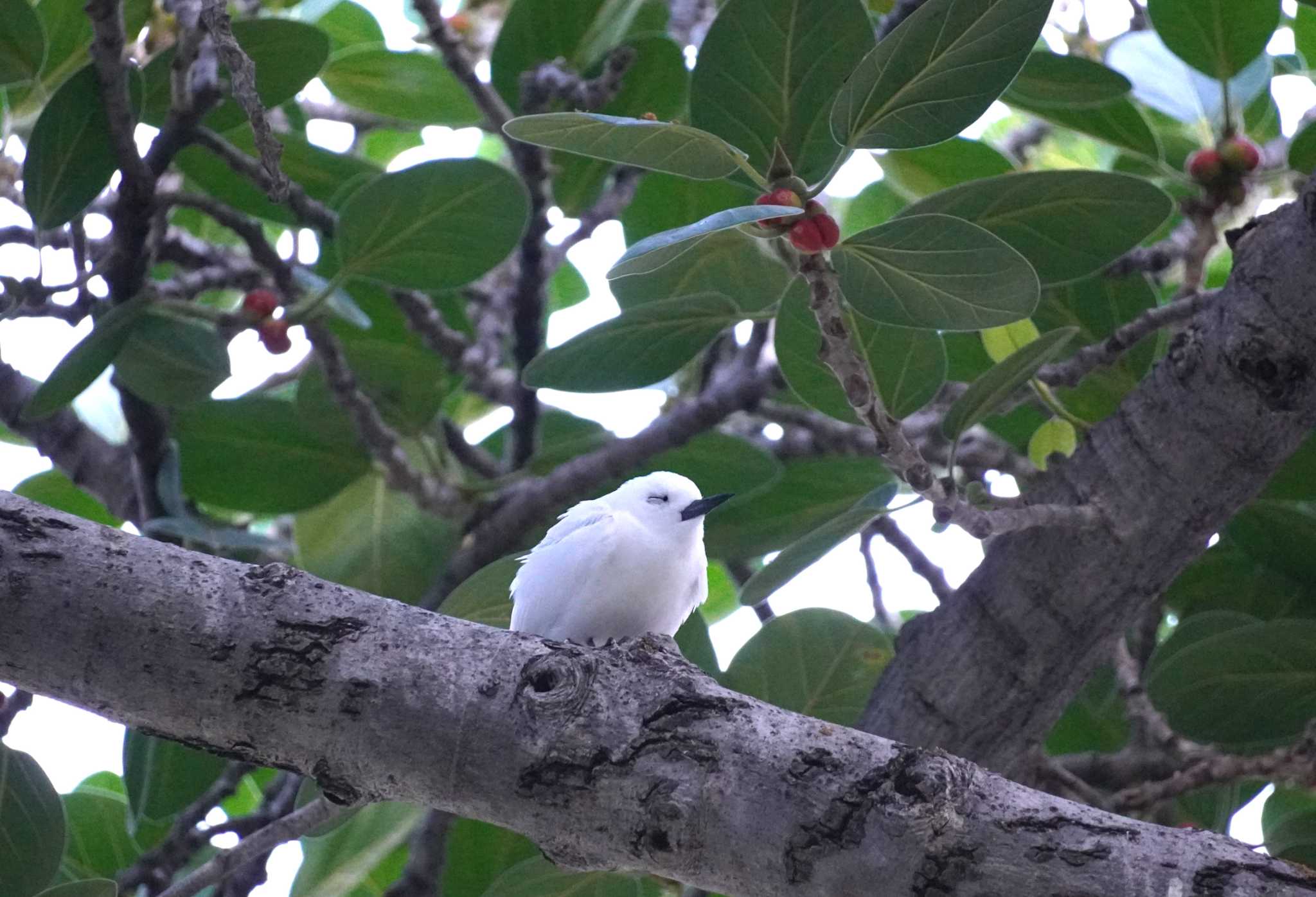 White Tern