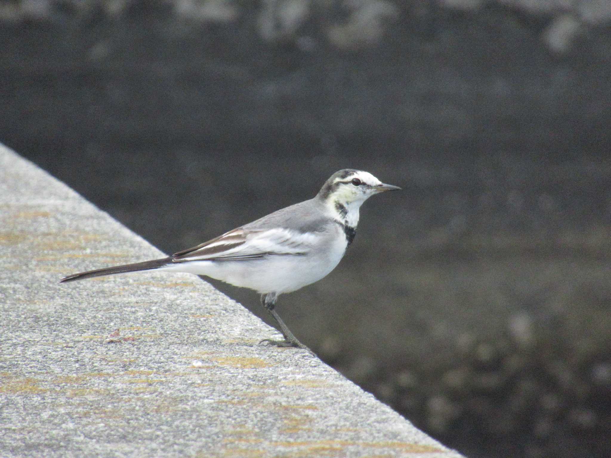 Photo of White Wagtail at 小田原漁港 by kohukurou