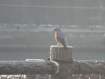 Blue Rock Thrush 小田原漁港 Sun, 11/5/2023