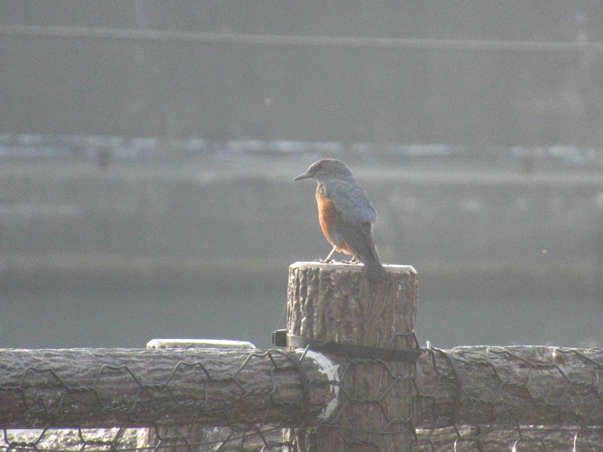 Blue Rock Thrush