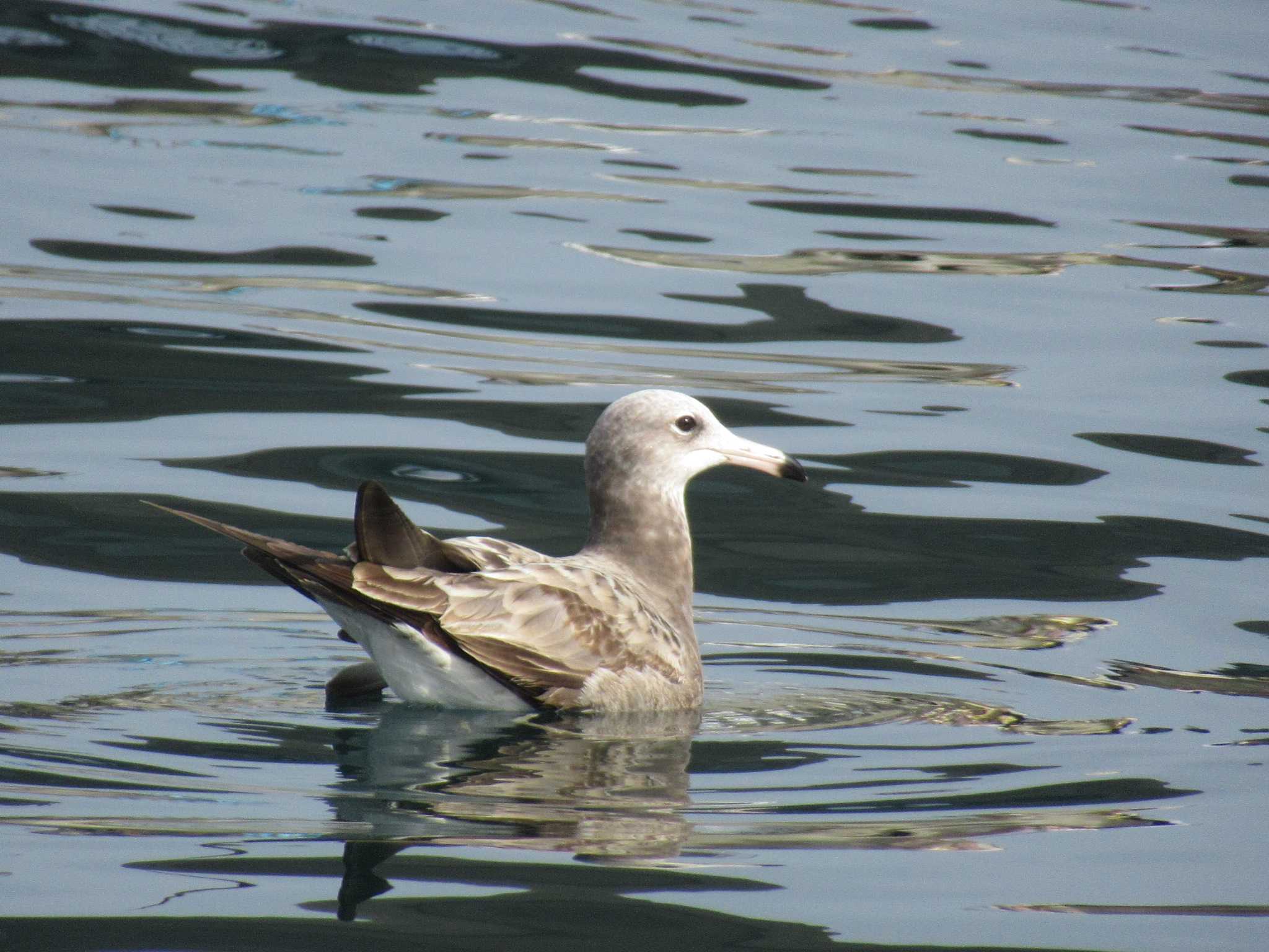 Black-tailed Gull