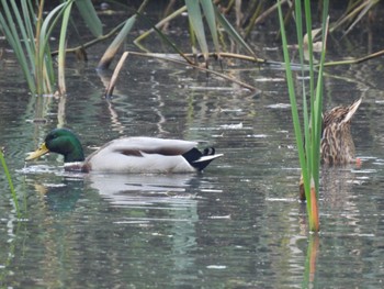 2023年11月5日(日) 北本自然観察公園の野鳥観察記録