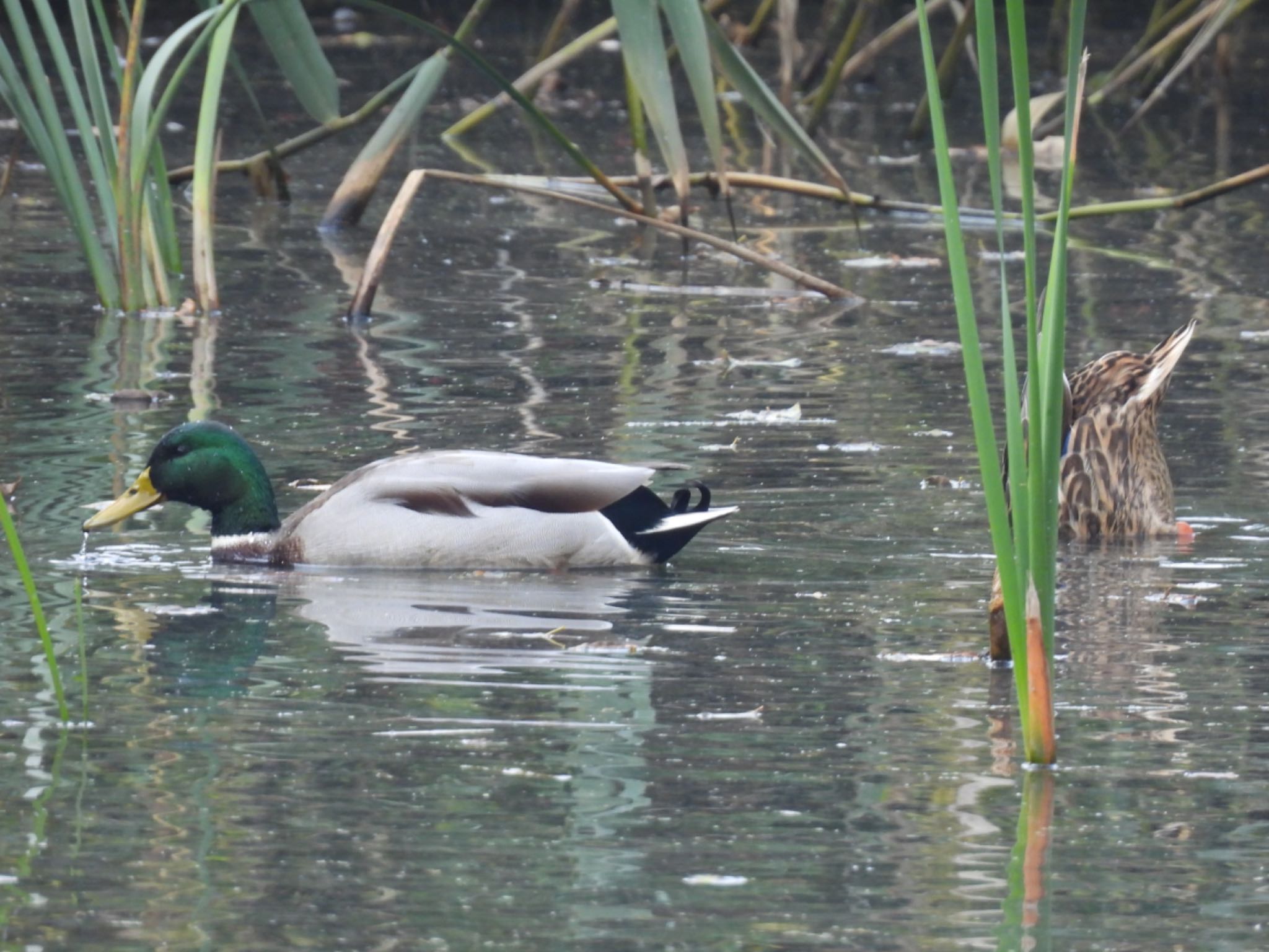 北本自然観察公園 マガモの写真 by 鳥散歩