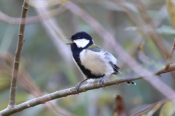 Japanese Tit 平谷川 Fri, 11/3/2023