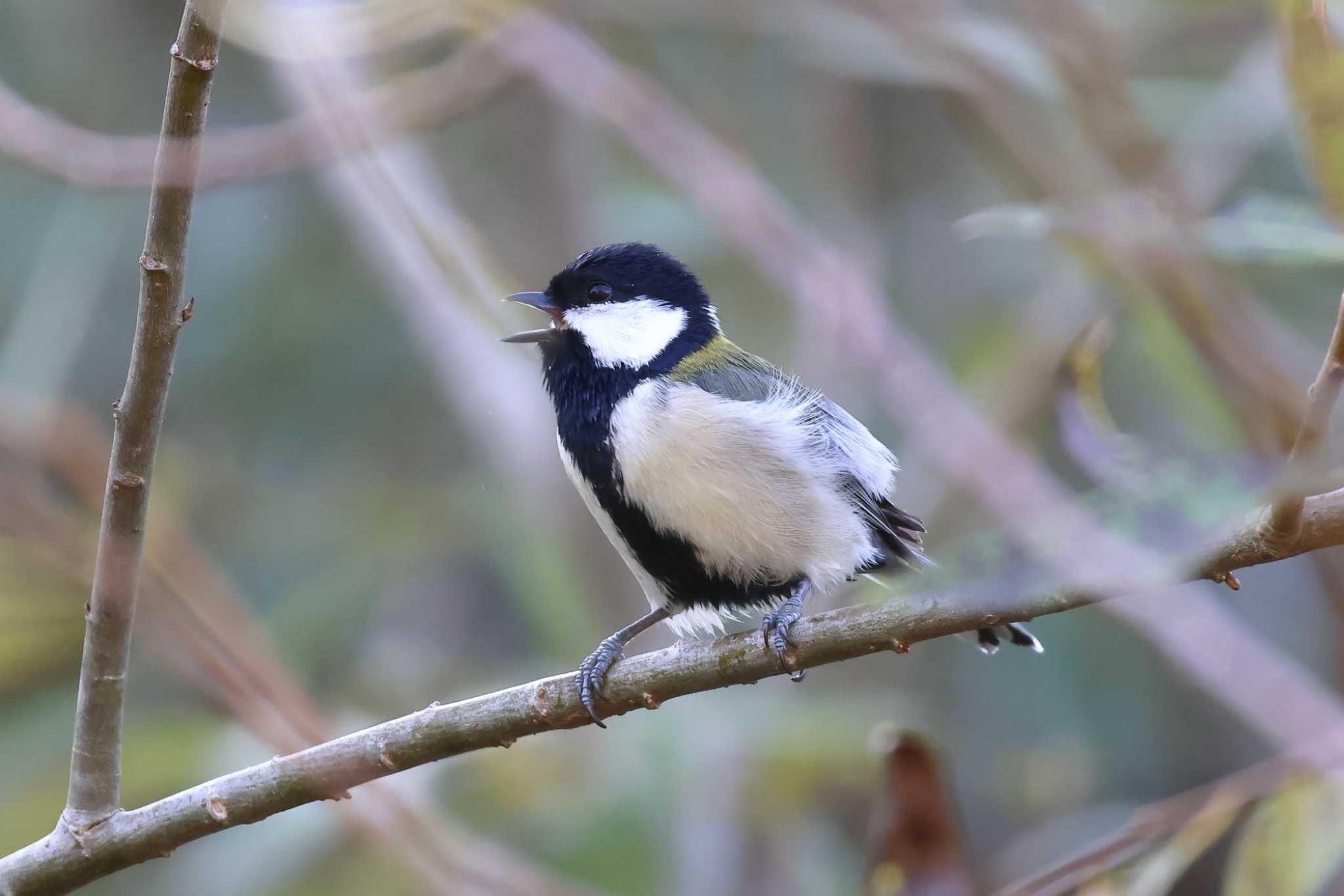 Photo of Japanese Tit at 平谷川 by いわな