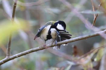 Japanese Tit 平谷川 Fri, 11/3/2023