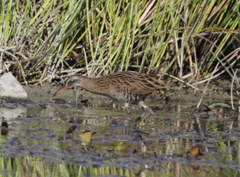 Brown-cheeked Rail 和歌山 Sat, 11/4/2023