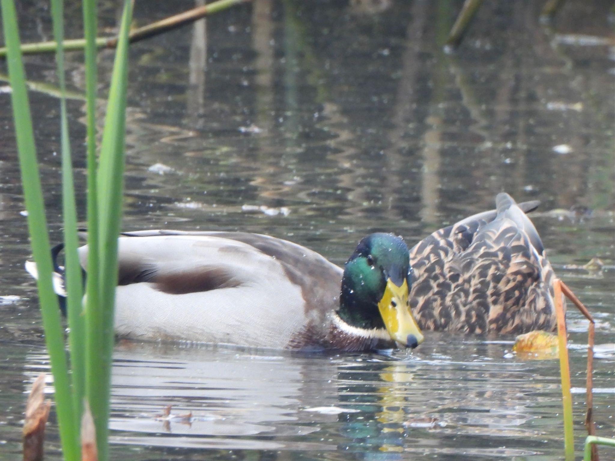 北本自然観察公園 マガモの写真 by ツピ太郎