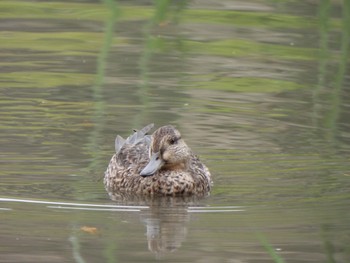 2023年11月5日(日) 北本自然観察公園の野鳥観察記録