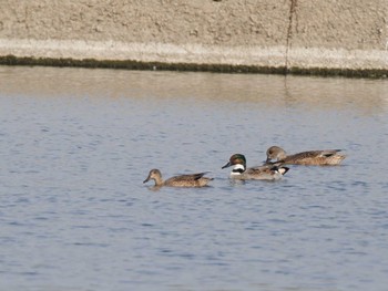 Falcated Duck 入間川 Sun, 11/5/2023