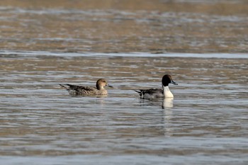 Northern Pintail 高松干潟(四日市) Sun, 11/5/2023