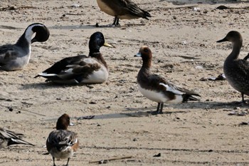 Eurasian Wigeon 高松干潟(四日市) Sun, 11/5/2023