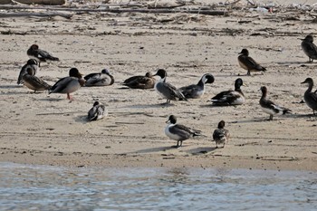 Northern Pintail 高松干潟(四日市) Sun, 11/5/2023