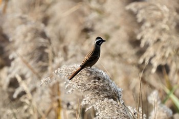 Meadow Bunting 高松干潟(四日市) Sun, 11/5/2023