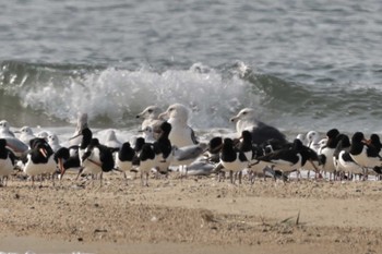 Vega Gull 高松干潟(四日市) Sun, 11/5/2023