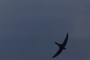 Pacific Swift Inashiki Wed, 10/18/2023