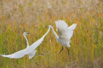 Little Egret Kasai Rinkai Park Sun, 11/5/2023