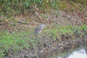 Sun, 11/5/2023 Birding report at Kasai Rinkai Park