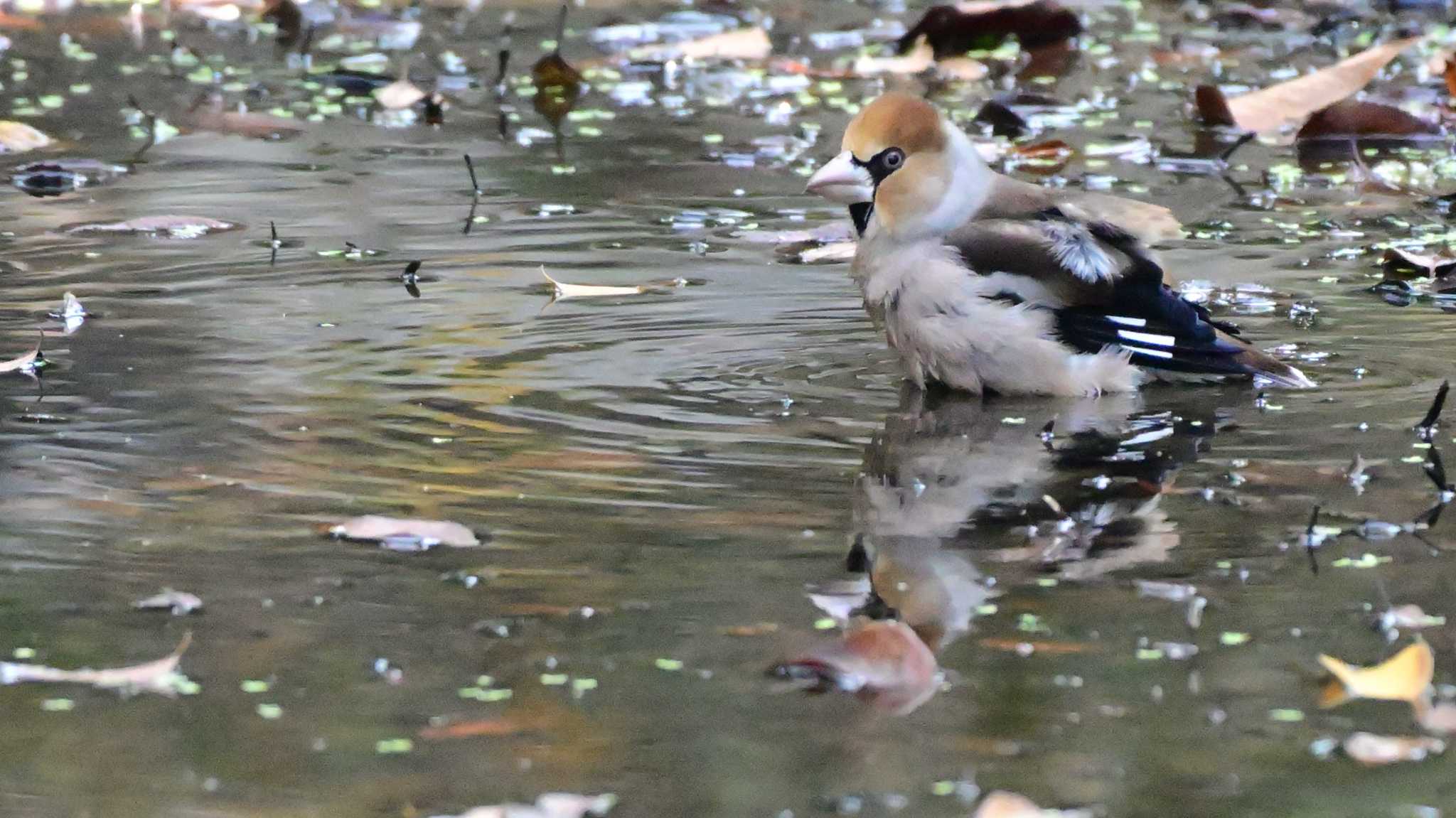 シメ