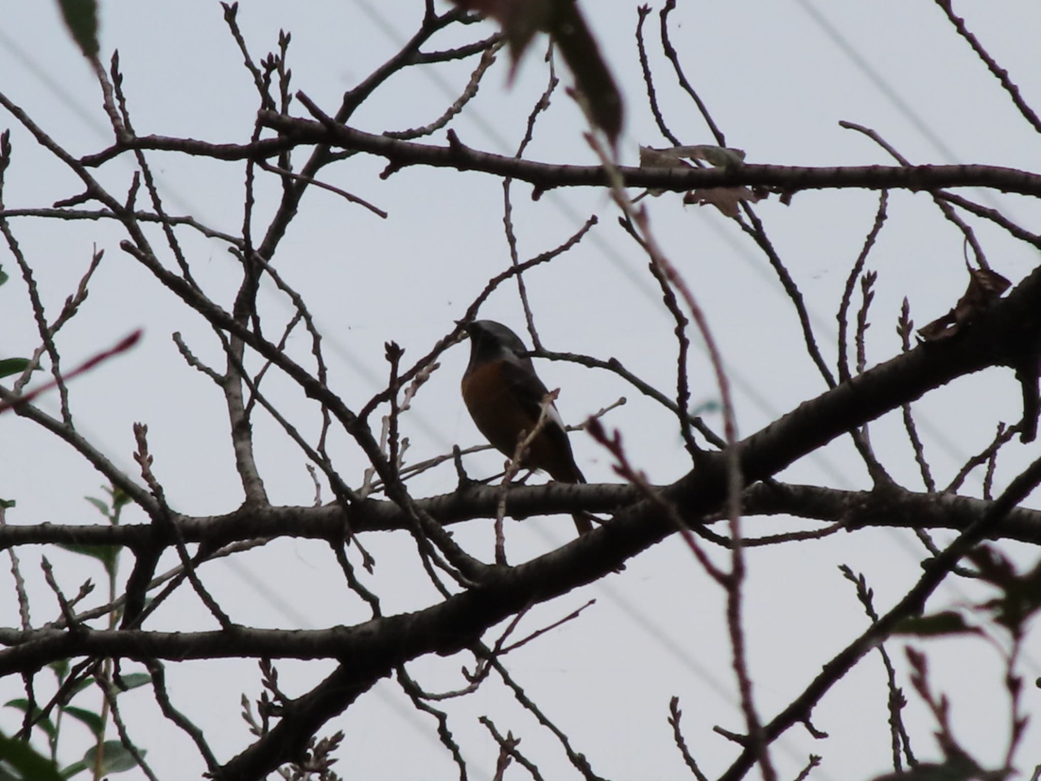 Photo of Daurian Redstart at ラブリバー親水公園うぬき by アカウント12456