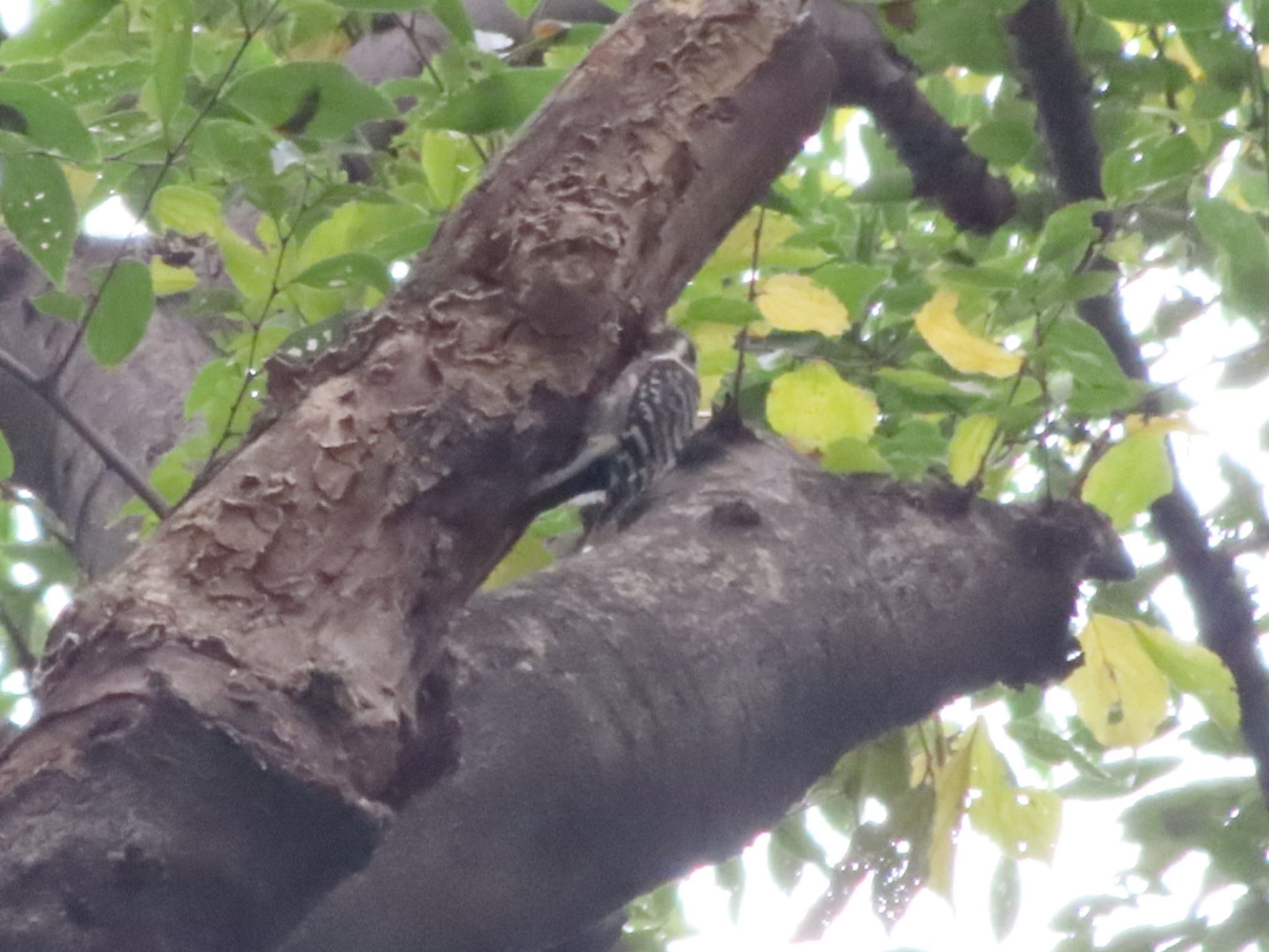 Photo of Japanese Pygmy Woodpecker at ラブリバー親水公園うぬき by アカウント12456