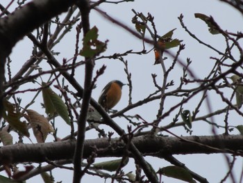 Sun, 11/5/2023 Birding report at ラブリバー親水公園うぬき