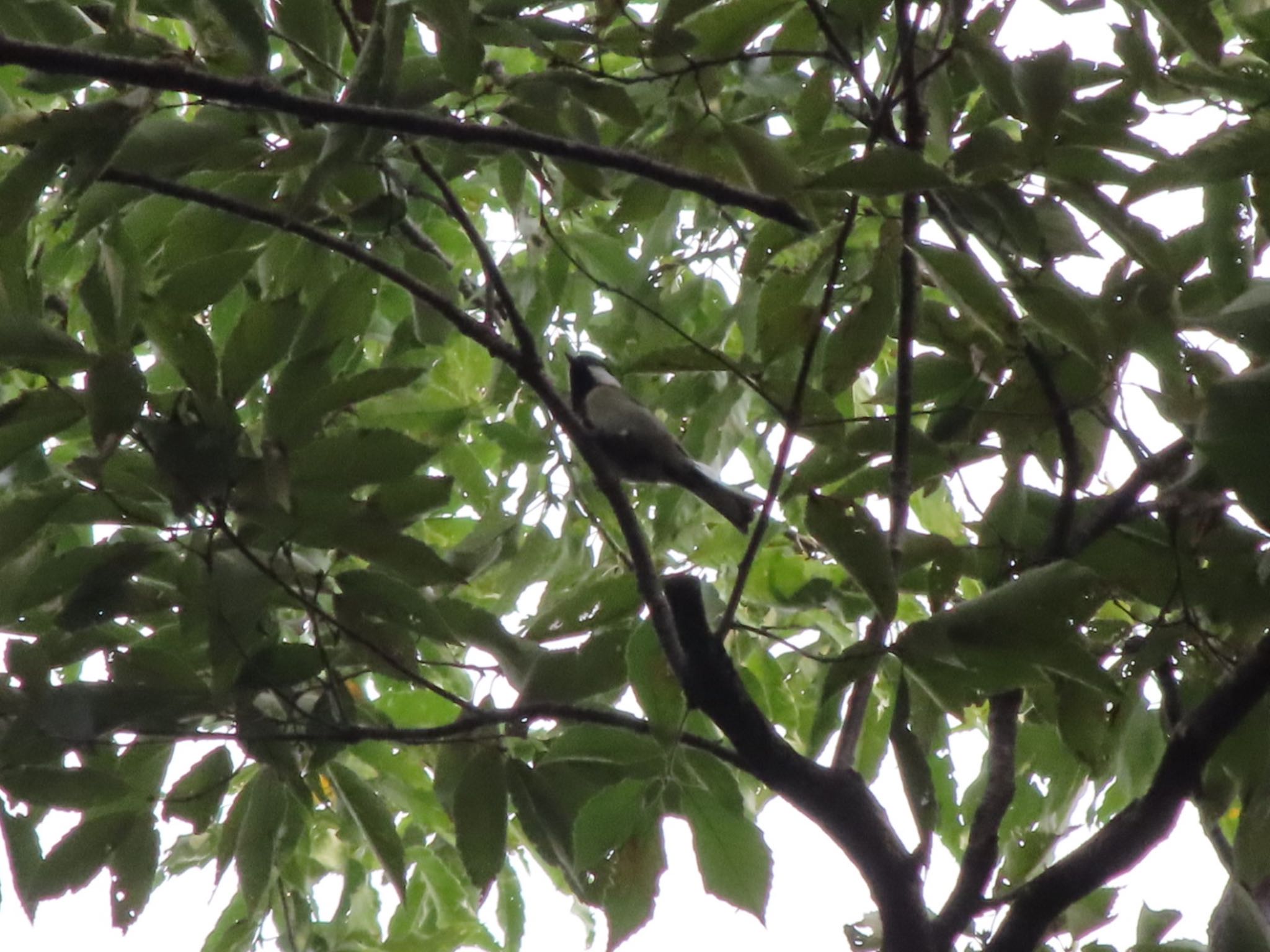 Photo of Japanese Tit at ラブリバー親水公園うぬき by アカウント12456