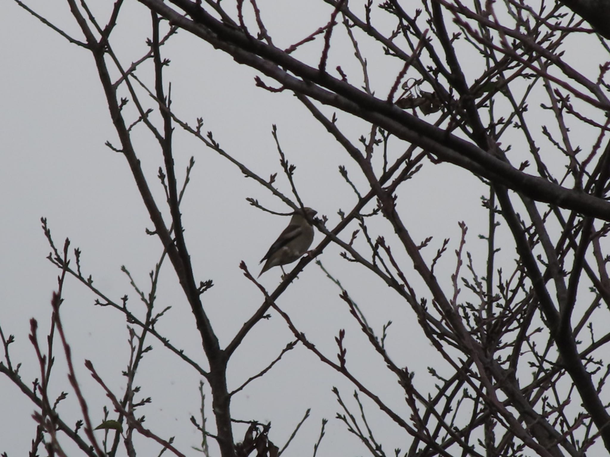 Photo of Hawfinch at ラブリバー親水公園うぬき by アカウント12456