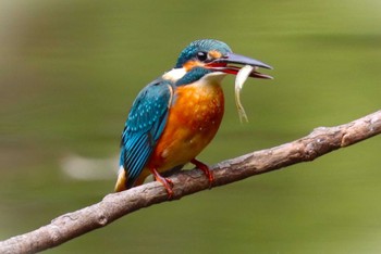 Common Kingfisher Machida Yakushiike Park Sun, 11/5/2023