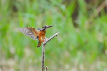 Common Kingfisher Kasai Rinkai Park Sun, 11/5/2023