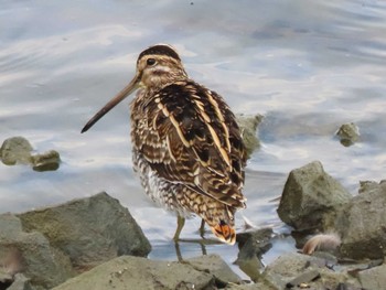 2023年11月4日(土) 東糸根遊水池の野鳥観察記録