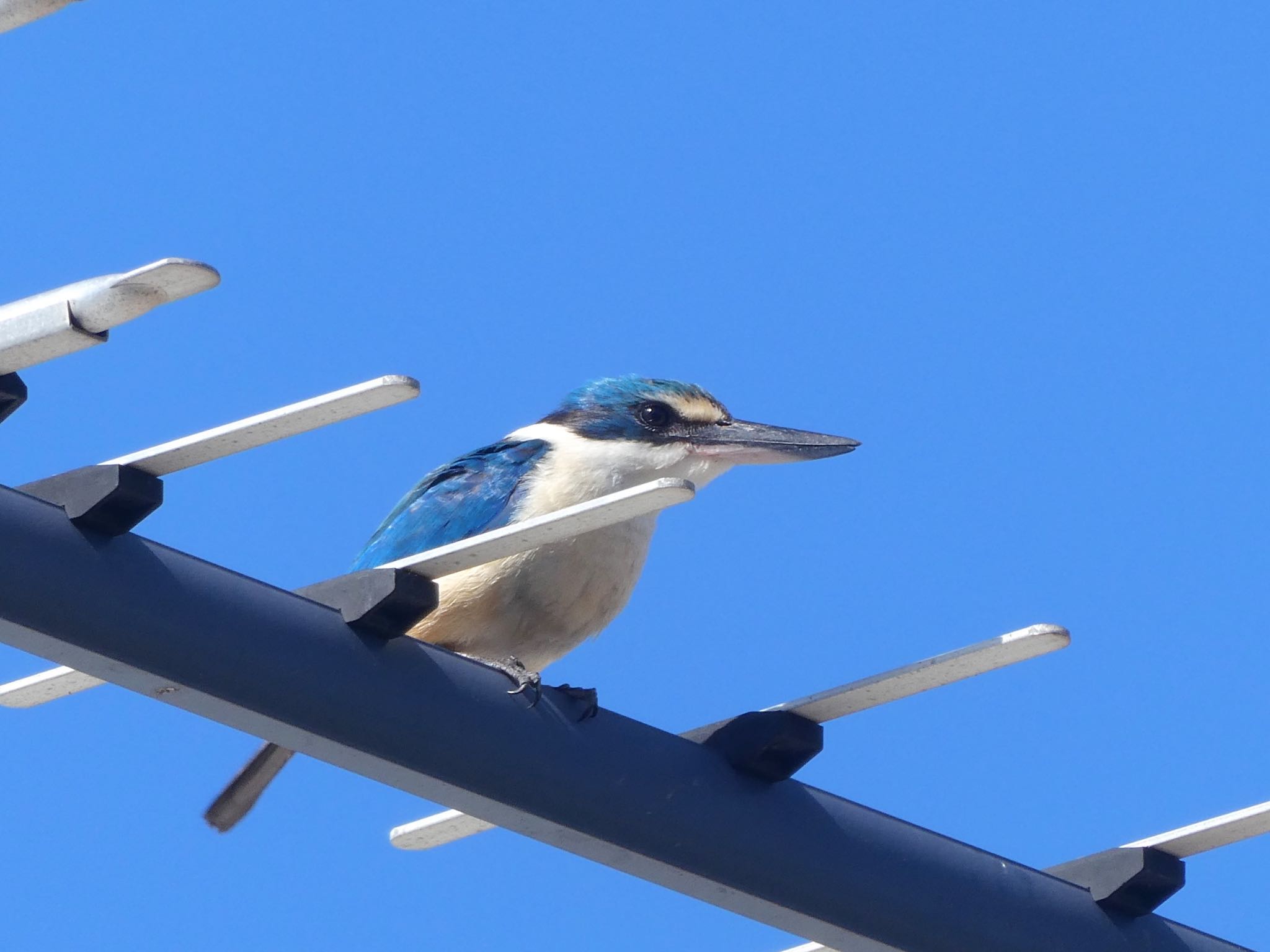 Rottnest Island ヒジリショウビンの写真 by Maki