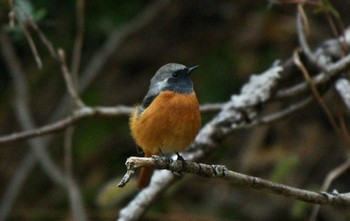 Daurian Redstart Unknown Spots Fri, 11/3/2023