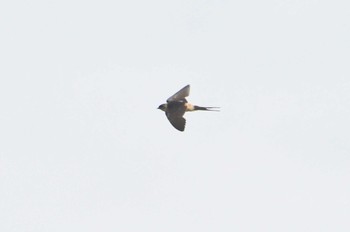 Red-rumped Swallow 静岡県 Sat, 9/23/2023