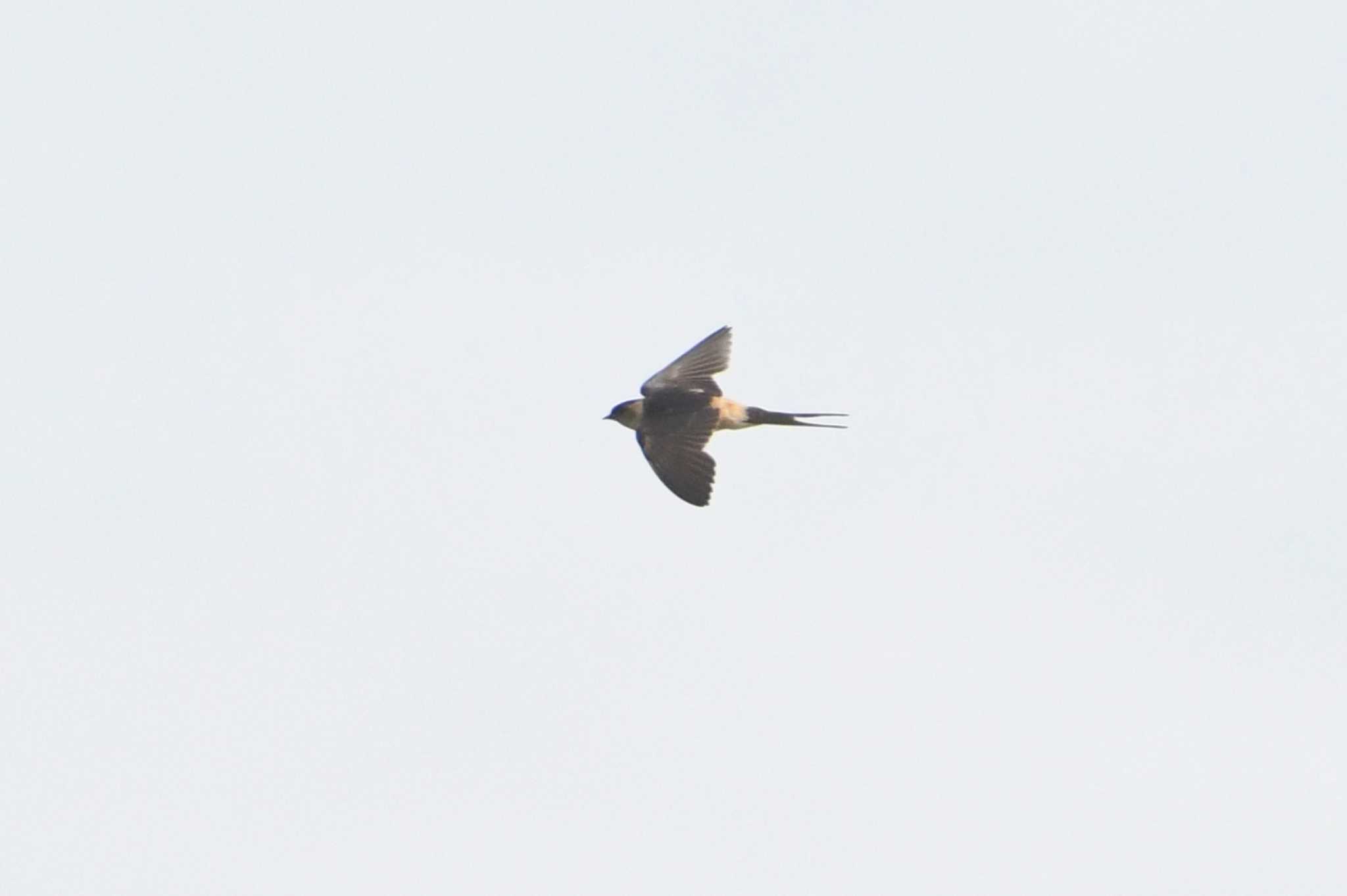 Photo of Red-rumped Swallow at 静岡県 by あひる