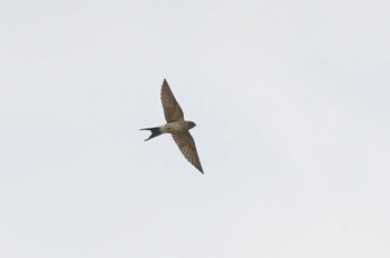 Red-rumped Swallow 静岡県 Sat, 9/23/2023