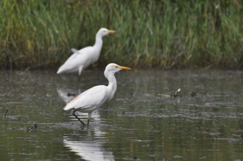 Eastern Cattle Egret 静岡県 Sat, 9/23/2023