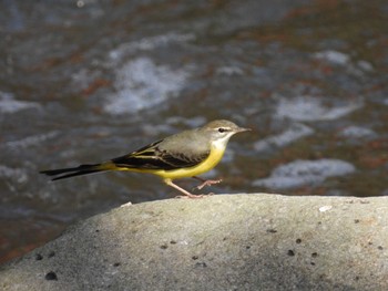 2023年11月4日(土) 五竜の滝(静岡県裾野市)の野鳥観察記録