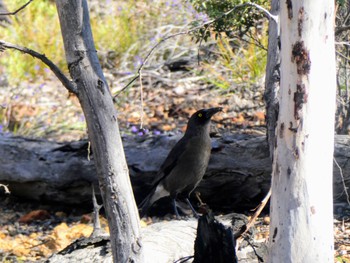 Grey Currawong Dryandra Woodland, WA, Australia Tue, 10/10/2023