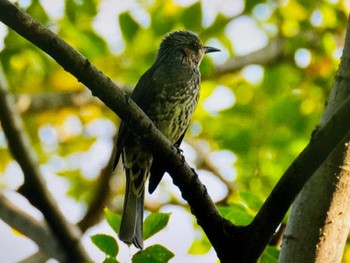 ヒヨドリ 東京港野鳥公園 2023年11月5日(日)