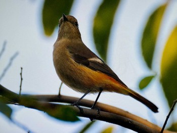 ジョウビタキ 東京港野鳥公園 2023年11月5日(日)