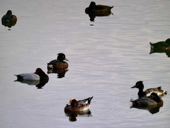 キンクロハジロ 東京港野鳥公園 2023年11月5日(日)