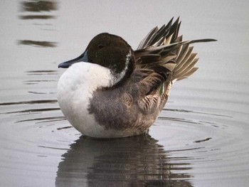 オナガガモ 東京港野鳥公園 2023年11月5日(日)