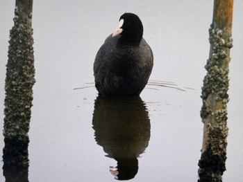 オオバン 東京港野鳥公園 2023年11月5日(日)