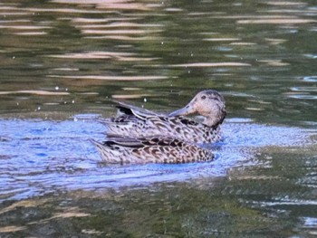 シマアジ 東京港野鳥公園 2023年11月5日(日)