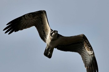 Sun, 11/5/2023 Birding report at 高松干潟(四日市)